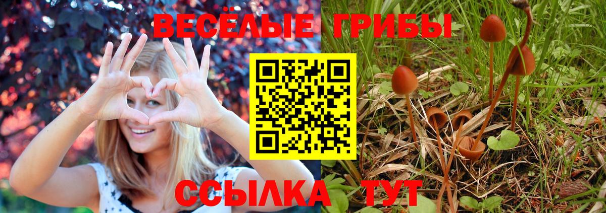 где купить наркоту  Вход с VPN  Карачаевск  Псилоцибиновые грибы прущие грибы 